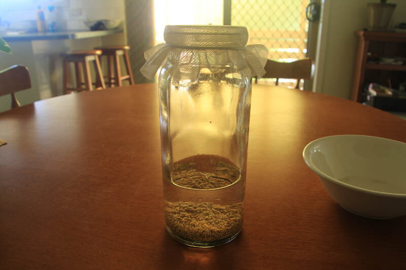 Sprouts Jar Method 2